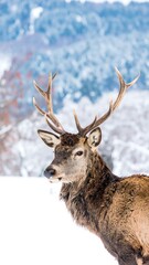 Majestic stag in winter wonderland