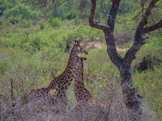 Giraffen im Busch vom Krüger National Park - Kruger Nationalpark Südafrika