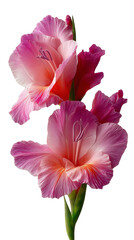 Naklejka premium Gladiolus flower, isolated, with a modern 