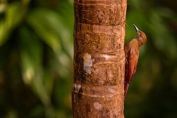 Plain-brown woodcreeper, Dendrocincla fuliginosa, brown bird climb up on the palm tree trunk, nature in Costa Rica. Bird from Rio Tarcoles in South America. Plain-brown woodcreeper, in nature habitat