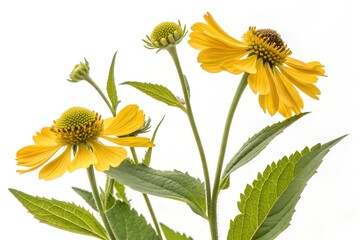 Obraz premium yellow flowers isolated on white background