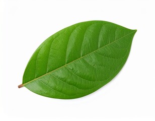 Obraz premium High-Resolution Green Leaf Isolated on White Background – Nature, Botany & Eco Concept