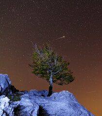 Lonely tree and starry night in the Urbasa and Andia Natural Park, Navarre