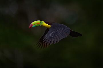 Tropic wildlife. Flying Keel-billed Toucan, Ramphastos sulfuratus, bird with big bill fly above the forest. Beautiful wildlife scene. Animal in nature forest habitat, Costa Rica.