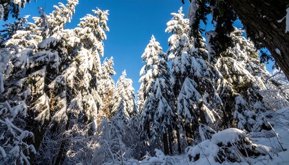 Snowy forest canopy in bright sunlight