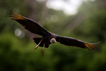 Ugly black bird Black Vulture, Coragyps atratus, fly in the green vegetation. Vulture in forest habitat. Green grass forest habitat, bid flight. Wildlife from Costa Rica. Costa Rica wildlife.