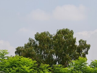 Distant Massive Eucalyptus Tree Canopy Against Cloudy Sky