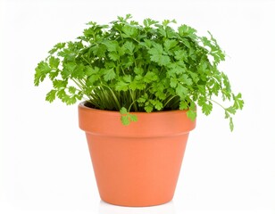 A lush coriander plant with vibrant leaves growing in a terracotta pot
