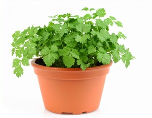 Fototapeta premium A healthy coriander plant with bright green leaves in a reddish-brown clay pot