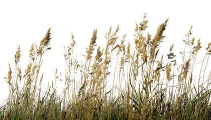 Tall, dense blades of grass standing upright