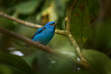 Costa Rica birdwatching. Blue dacnis or turquoise honeycreeper, Dacnis cayana, small passerine bird from Costa rica. Blue bird in the nature habitat, sitting on the gree branch in the forest.