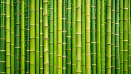 Fototapeta premium Green bamboo texture on the wall. Natural eco-friendly material for decoration and relaxation. Excellent choice for nature and privacy themes.