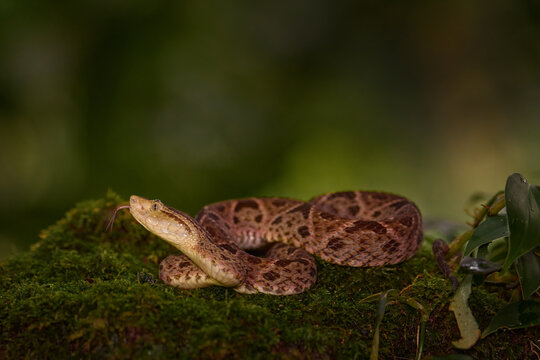 Bothrops atrox, Fer-de-lance in nature habitat. Common Lancehead viper, in tropical forest. Poison snake in the dark jungle. Detail of rare snake from Costa Rica.
