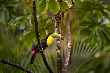 Costa Rica wildlife. Toucan sitting on the branch in the forest, green vegetation. Nature travel holiday in central America. Keel-billed Toucan, Ramphastos sulfuratus. Wildlife from Costa Rica.