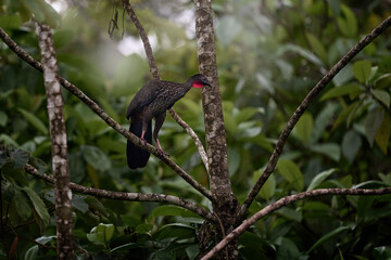 Crested Guan Penelope purpurascens, in the tropic nature, night wildlife. Bird sitting on the branch, tropic wildlife, Boca Tapada in Costa Rica. Find the bird in the jungle vegetation.