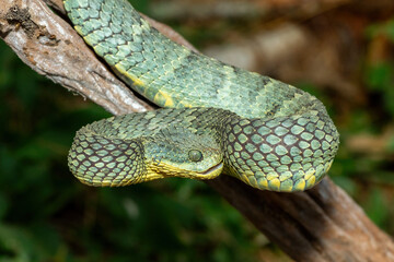 A beautiful Variable Bush Viper (Atheris squamigera), alert on a branch. A venomous viper endemic to central and west Africa