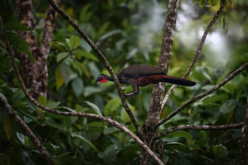 Crested Guan Penelope purpurascens, in the tropic nature, night wildlife. Bird sitting on the branch, tropic wildlife, Boca Tapada in Costa Rica. Find the bird in the jungle vegetation.