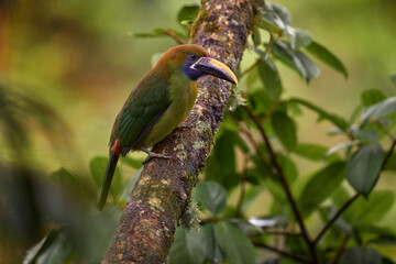 Northern Emerald-Toucanet, Aulacorhynchus prasinus, smal green toucan in the pink flower forest habitat. Exotic bird, close-up bill portrait, Talamanca, Costa Rica. Green toucanet in forest.