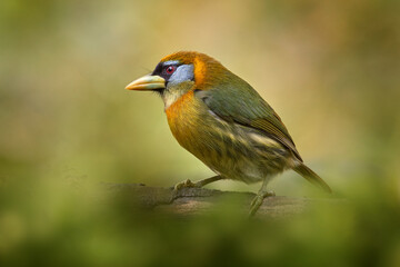 Red-headed barbet, Eubucco bourcierii, female, perched on branch, Costa Rica. Yeellow green blue bird in the nature habitat, Vera Blanca, Costa Rica. Birdwatching in South America, nature wildlife.