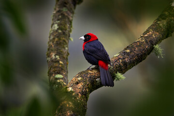 Crimson-collared Tanager, Ramphocelus sanguinolentus, exotic tropical red and black songbird from Costa Rica, in the green forest nature habitat. Beautiful tropical bird. Bird in Costa Rica.