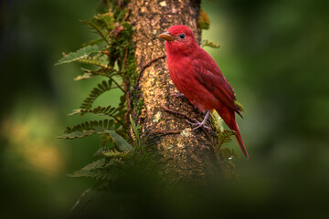 Summer Tanager, Piranga rubra, red bird in the nature habitat. Tanager sitting on the big green. Find the red bird in the forest. Red tanager in green vegetation. Red tanager on the big palm leave.