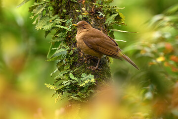 Clay-colored thrush, Turdus grayi, brown bird, sitting on the tree trunk with flowers. Green vegetation in Costa Rica. Clay-colored thrush in nature habitat, Vera Blanca in Costa Rica, tropic forest.