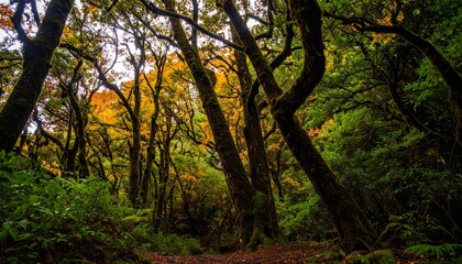 Naklejka premium Enchanted Forest Landscape at Dusk, Tranquil Wilderness View