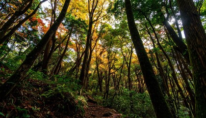 Obraz premium Exploring a Vibrant Forest Trail in Nature's Colorful Canopy