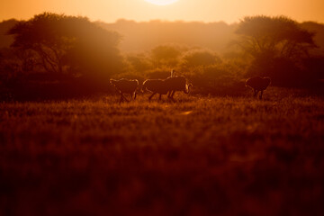 Ostrich in nature habitat, wildlife Africa. Bird with long neck and small head. Africa sunset. Common ostrich, Struthio camelus, big bird feeding green grass in savannah, Central Kalahari, Africa.