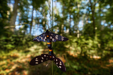 Nine-spotted moth or yellow belted burnet, Amata phege, moth in the family Erebidae 