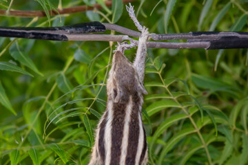 Dead squirrel hanging on electric wire after electrocution accident with green leaves background in outdoor environment