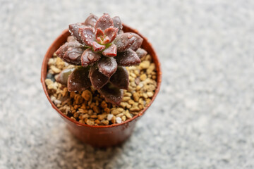 Young succulent plant Graptosedum Bronze in a pot