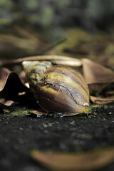 snali shell