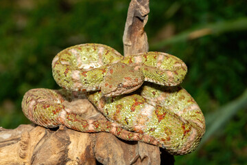 A beautiful christmas tree morph Eyelash Viper (Bothriechis schlegelii), coiled on a branch. A...