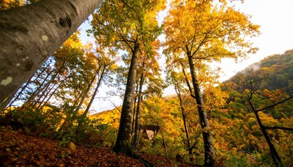 Autumn Adventure, Majestic Trees, Forest Trail, Nature Photography, Vibrant Colors, Low Angle View