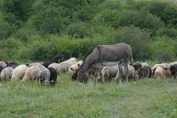 Donkey Grazing Among Sheep in Green Field