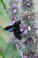 Closeup on a large black violet, violet carpenter bee, Xylocopa violacea on a Downy Woundwort wildflower