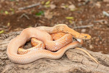 A beautiful radiated ratsnake (Coelognathus radiata), also known as a copperhead rat snake, or copper-headed trinket snake. A non-venomous colubrid snake found in Asia