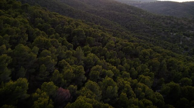 Aerial drone video of a forest-covered mountain peak in Spain at sunrise, with warm sunlight casting golden tones on rocky slopes.