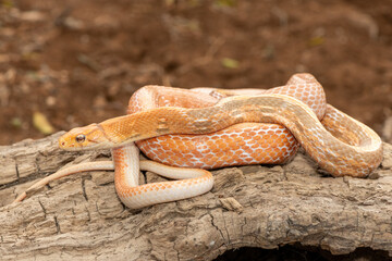 A beautiful radiated ratsnake (Coelognathus radiata), also known as a copperhead rat snake, or copper-headed trinket snake. A non-venomous colubrid snake found in Asia