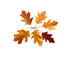 Fototapeta premium Autumn oak leaves isolated on black background