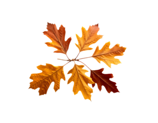 Autumn oak leaves isolated on black background