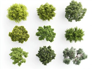 Obraz premium Realistic 3D renderings of large trees from a top view, featuring detailed foliage, isolated on a white background, ideal for landscape design purposes