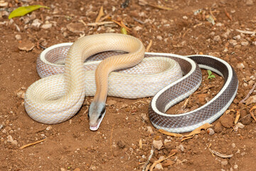 Ridley’s beauty snake (Orthriophis taeniurus ridleyi), also known as a Ridley’s beauty ratsnake, beauty ratsnake, cave dwelling ratsnake and cave racer. A non-venomous snake native to southeast Asia
