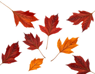 Fototapeta premium Autumn leaves on black background