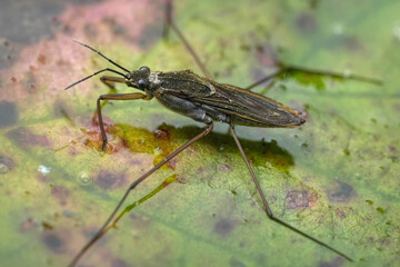 Water Strider on Leaf in Pond