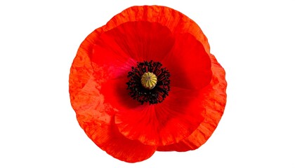 Single red poppy isolated on white