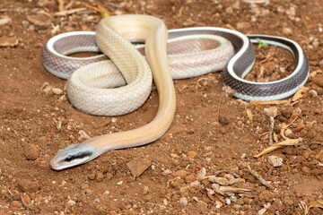 Ridley’s beauty snake (Orthriophis taeniurus ridleyi), also known as a Ridley’s beauty...