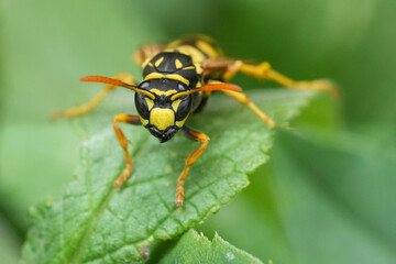 Macro Shot of European Paperwasp, Polistes dominula on Leaf