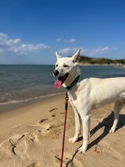 Dog at the beach